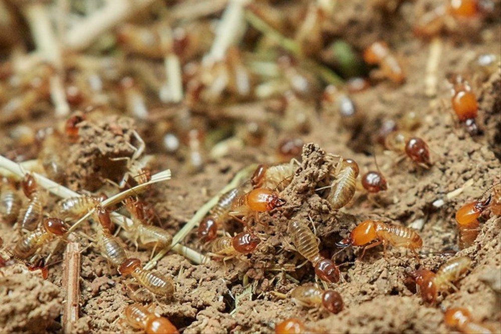 Diagnostic Termites : Guide Avant Vente de Maison